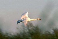 TRUMPET SWAN